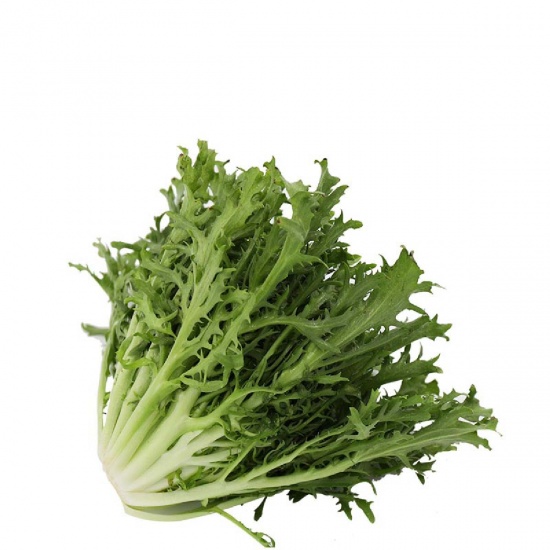 Xà lách Frisse- xà lách lá xoăn VietGAP